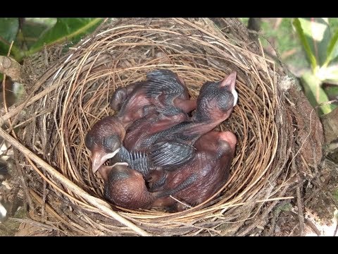 You Can Help Baby Birds | Animal Rescue How To
