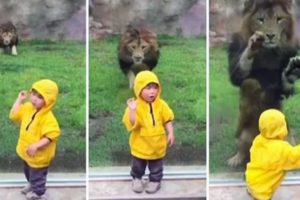 Zoo Animals vs Kids! | Video Digest