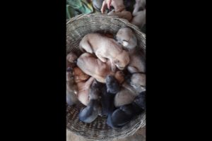 adorable and cutest puppies just were born, amazing