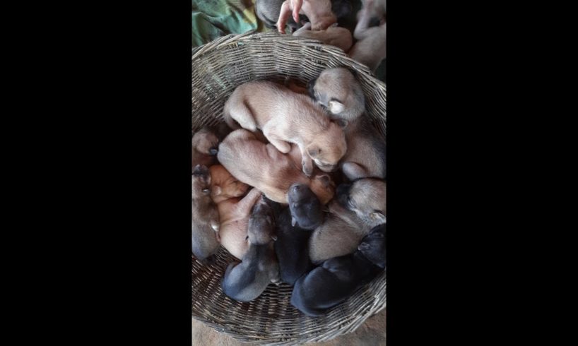adorable and cutest puppies just were born, amazing