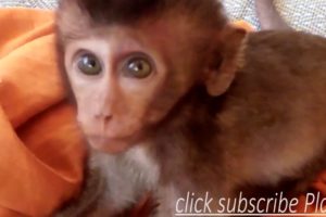 baby monkey Lori sleep playing with baby cat. Animals SR Kh.