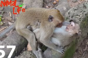 baby monkey playing of friends , Funny Video Monkey , Animals Life , Monkeys Walkthrough Part 57