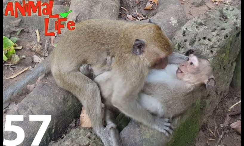 baby monkey playing of friends , Funny Video Monkey , Animals Life , Monkeys Walkthrough Part 57