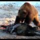 best of wild animal fights compilation