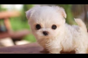 cute puppies 2019