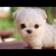 cute puppies 2019