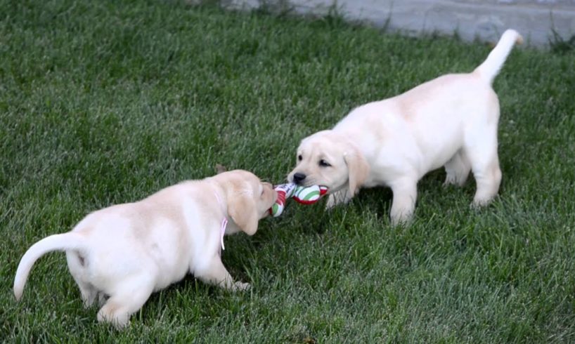 cute puppies playing tug of war
