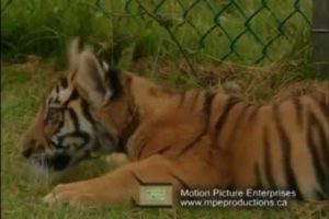 "Working Animals" Tiger cub plays with wolf pup