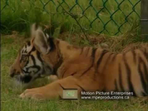 "Working Animals" Tiger cub plays with wolf pup