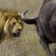 wildlife documentary lion vs buffalo real fight Discovery channel animals Animal planet