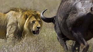 wildlife documentary lion vs buffalo real fight Discovery channel animals Animal planet