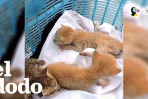 ¡Gatitos rescatados de un tubo de ventilación! | El Dodo