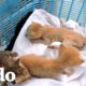 ¡Gatitos rescatados de un tubo de ventilación! | El Dodo