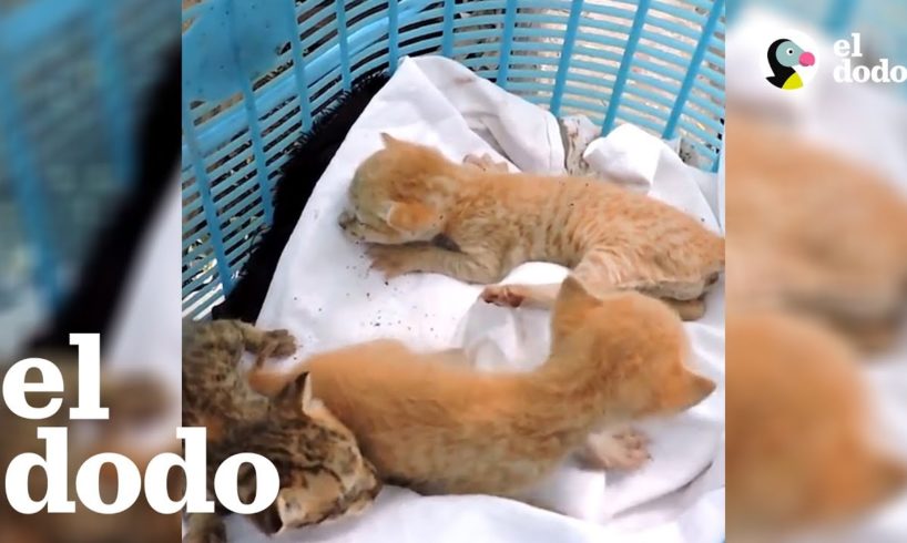 ¡Gatitos rescatados de un tubo de ventilación! | El Dodo