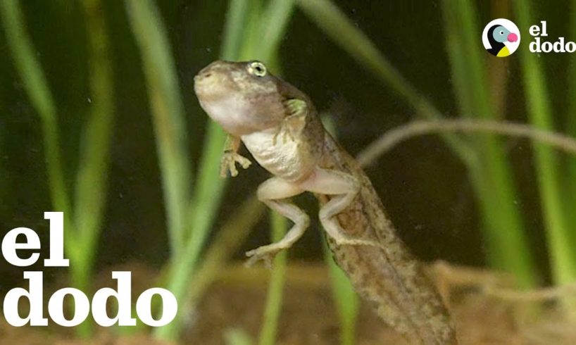 ¿Has visto una transformación de renacuajo a rana? | El Dodo