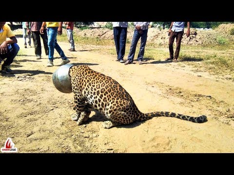 প্রাণী গুলো মানুষের সাহায্যে আবার জীবন ফিরে পেলো || 7 Greatest Animal Rescues By Humans || Part - 2