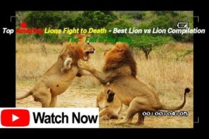▶️Top Amazing Animal Fights to the death in the wild 2019 Best Lion vs Lion ⚡️⚡️ Crazy FIght⚡️⚡️