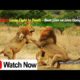▶️Top Amazing Animal Fights to the death in the wild 2019 Best Lion vs Lion ⚡️⚡️ Crazy FIght⚡️⚡️