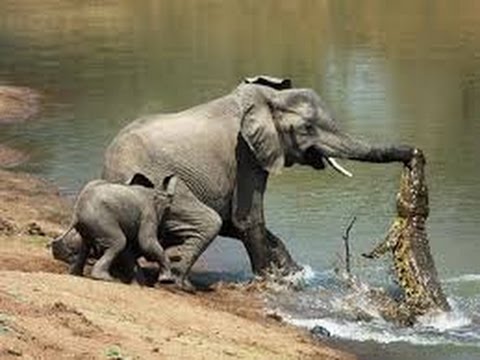 ★Animal-2016★Craziest Animal Fights Caught on Camera★