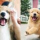 ♥Cute Puppies Doing Funny Things 2019♥ #1 - Cutest Dogs