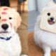 ♥Cute Puppies Doing Funny Things 2019♥ #3  Cutest Dogs