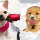 ♥Cute Puppies Doing Funny Things 2019♥ #4  Cutest Dogs
