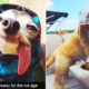 ♥Cute Puppies Doing Funny Things 2019♥ #6 Cutest Dogs