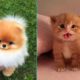 ♥TikTok Pets: Funny and Cute Pets Compilation #6♥ - CuteVN