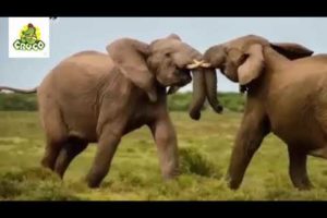 動物の戦い映像