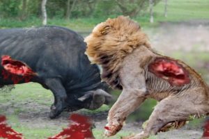 15 CRAZIEST Animal Fights Caught On Camera - Lion vs crocodile vs Buffalo - Animals Fight – Gabel