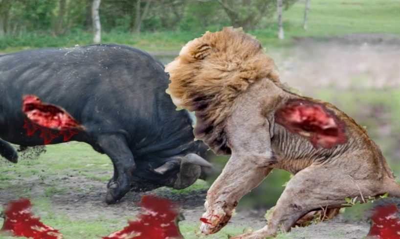 15 CRAZIEST Animal Fights Caught On Camera - Lion vs crocodile vs Buffalo - Animals Fight – Gabel