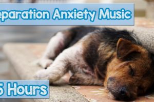 15 HOURS of Deep Separation Anxiety Music for Dog Relaxation! Helped 4 Million Dogs Worldwide! NEW!