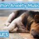 15 HOURS of Deep Separation Anxiety Music for Dog Relaxation! Helped 4 Million Dogs Worldwide! NEW!