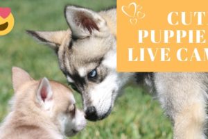Cutest Puppies Live Cam-Alaskan Klee Kai, Miniature Husky Dogs