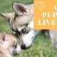 Cutest Puppies Live Cam-Alaskan Klee Kai, Miniature Husky Dogs