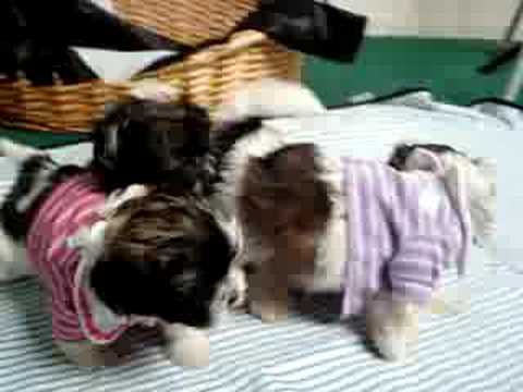 Cute puppies