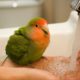 Funny Parrots Videos Compilation cute moment of the animals - Cute Parrots #11