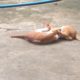 Cute animals playing