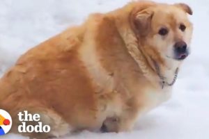 173-Pound Golden Retriever Loses Over 100 Pounds | The Dodo