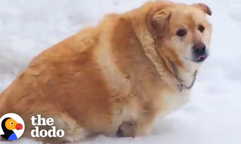 173-Pound Golden Retriever Loses Over 100 Pounds | The Dodo