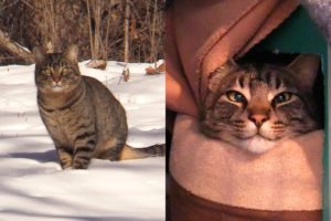 2 Abandoned Cats Rescued from FREEZING Weather