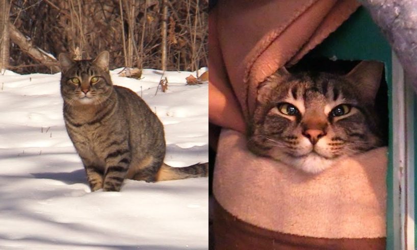 2 Abandoned Cats Rescued from FREEZING Weather