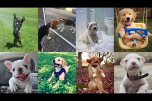 30 Puppies Having Too Much Fun | Cute Puppies doing Funny Things | Cutest Puppy Dogs