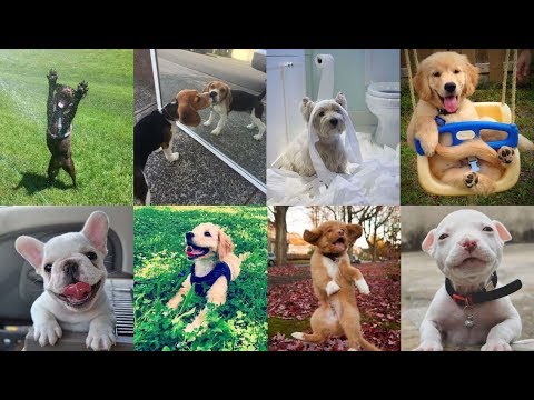 30 Puppies Having Too Much Fun | Cute Puppies doing Funny Things | Cutest Puppy Dogs