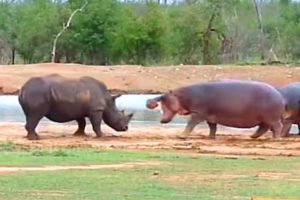 5 Animals Battles Caught on Camera