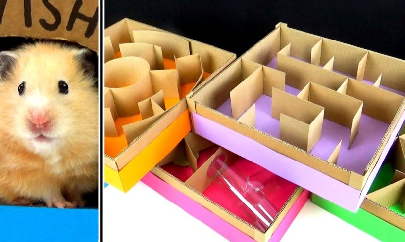 hamster maze with multiply ways out hamster maze with multiply ways out
