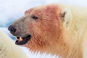 6 Animals That Could Defeat a Polar Bear