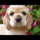 60 Seconds Of Cute Cocker Spaniel Puppies!