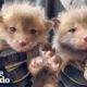 7 Baby Foxes Reunite With Mom After Being Pulled from Under a Deck | The Dodo