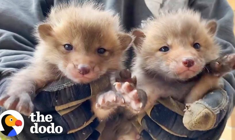 7 Baby Foxes Reunite With Mom After Being Pulled from Under a Deck | The Dodo